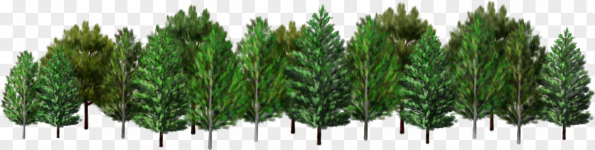 Tree Spruce Forest Clip Art PNG