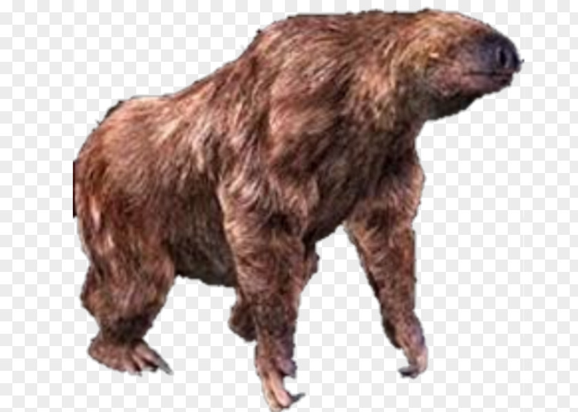 Bear Grizzly Alaska Peninsula Brown Fur Terrestrial Animal PNG