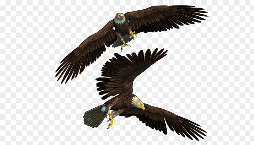 Bird Bald Eagle PNG