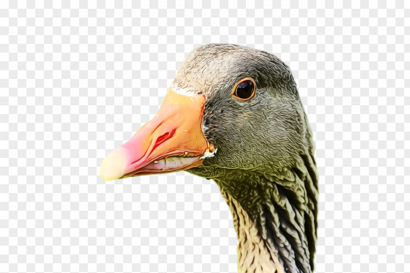 Bird Beak Goose Water Ducks, Geese And Swans PNG