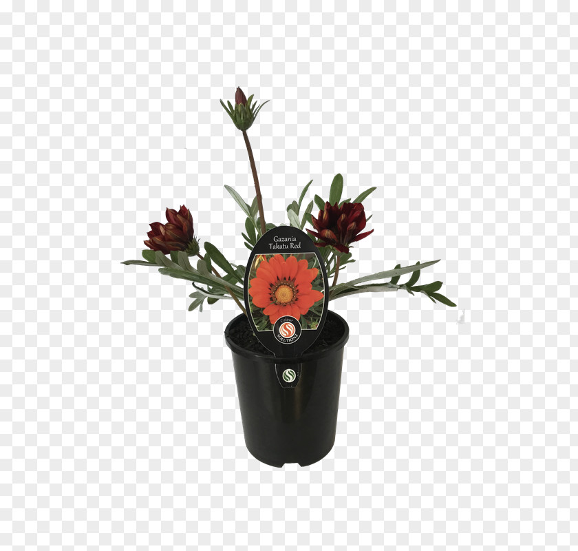 Gazania Cut Flowers Vase Plant Flowerpot PNG
