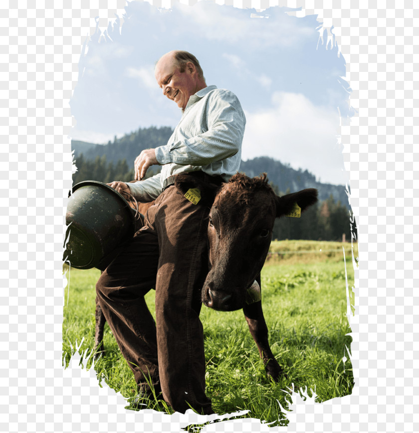 Horse Cattle Wagyu Pasture Reingrub PNG