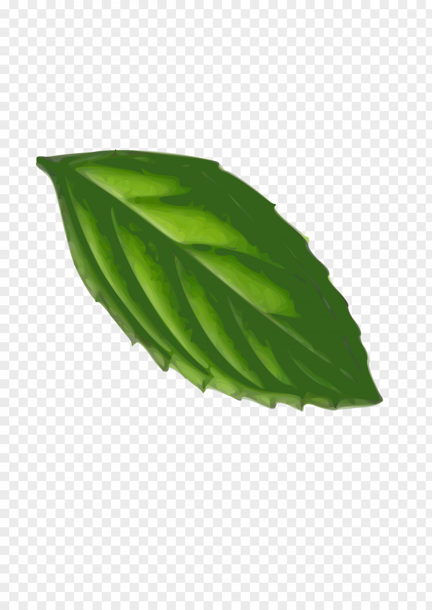 Mint Peppermint Leaf Clip Art PNG