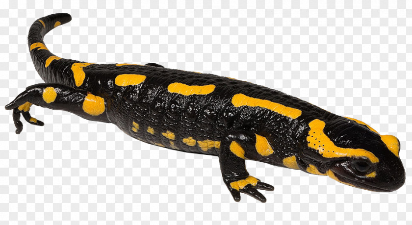 Newt Fire Salamander Spotted Spring Samandarin PNG