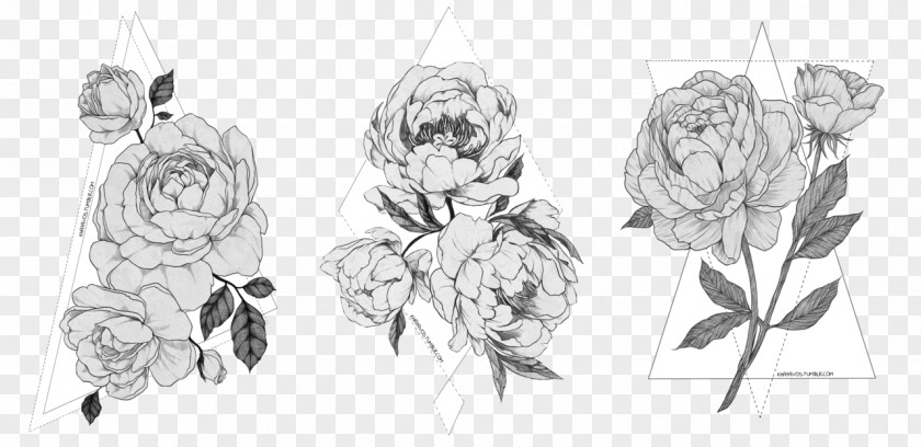 Peony Sketch Drawing Illustration Image PNG