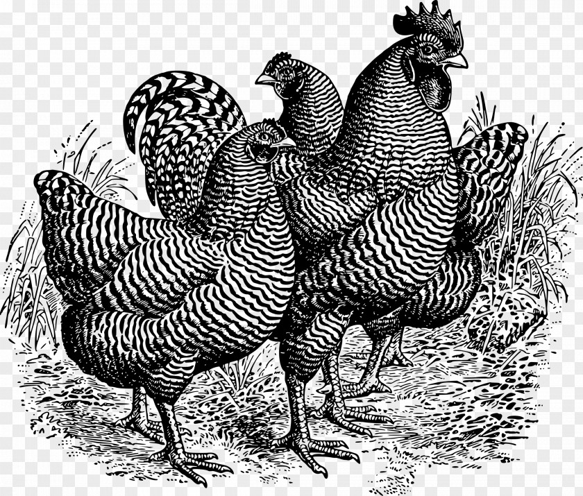 Plymouth Rock Chicken Rooster Clip Art PNG