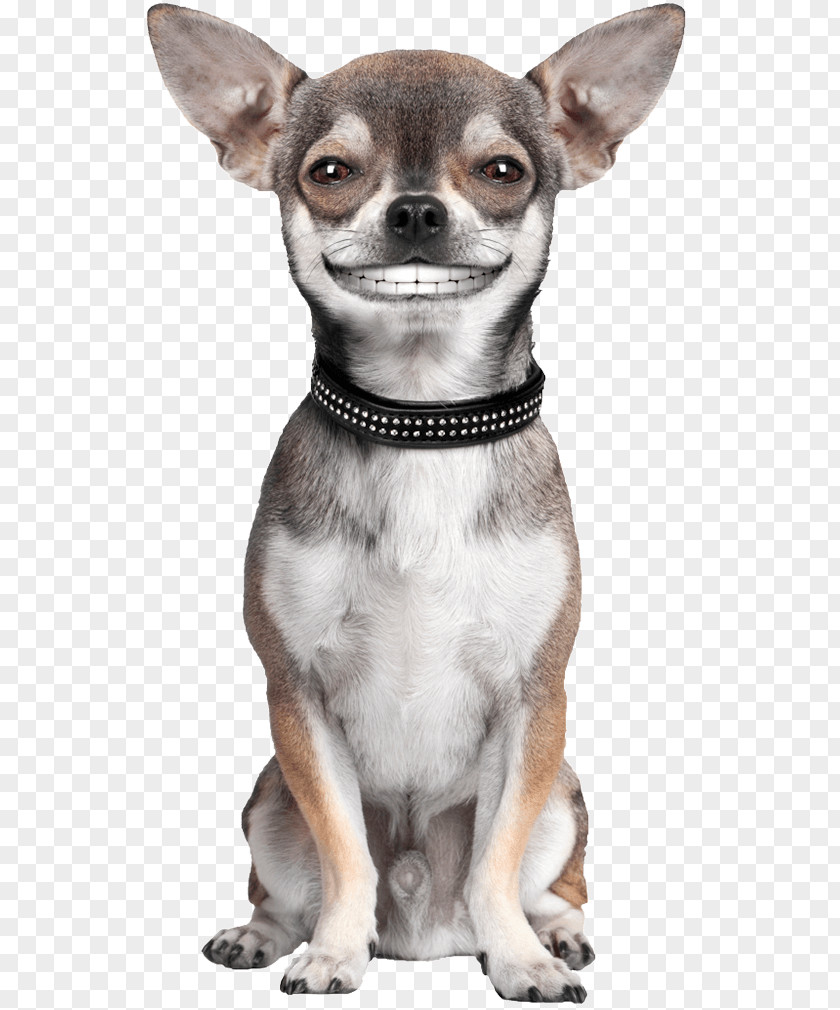 Smile. Dog Chihuahua Pet Sitting French Bulldog Japanese Chin Puppy PNG