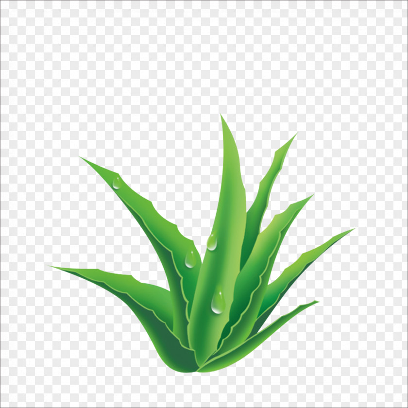 Aloe Plant PNG