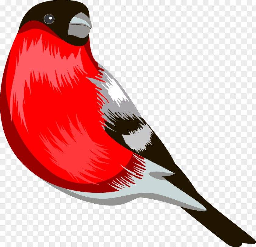 Bird Clip Art Eurasian Bullfinch Beak PNG