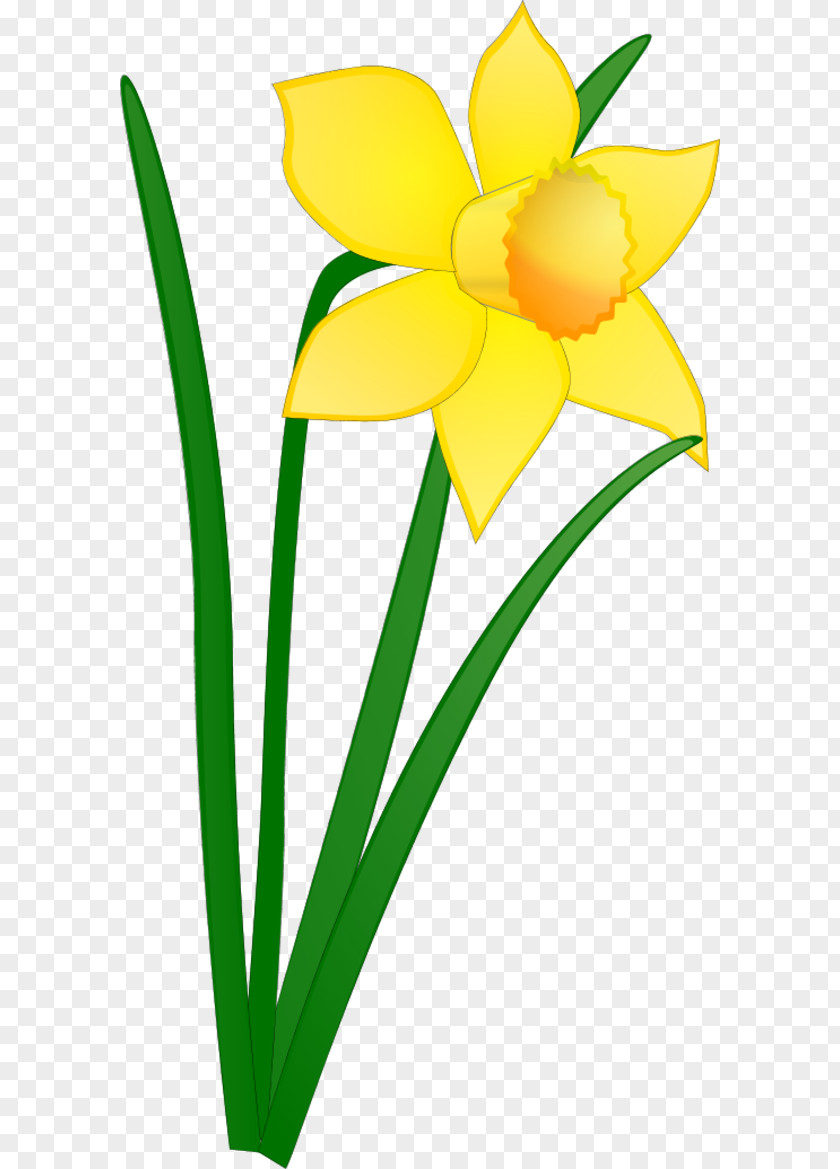 Daffodil Cartoon Free Content Drawing Clip Art PNG