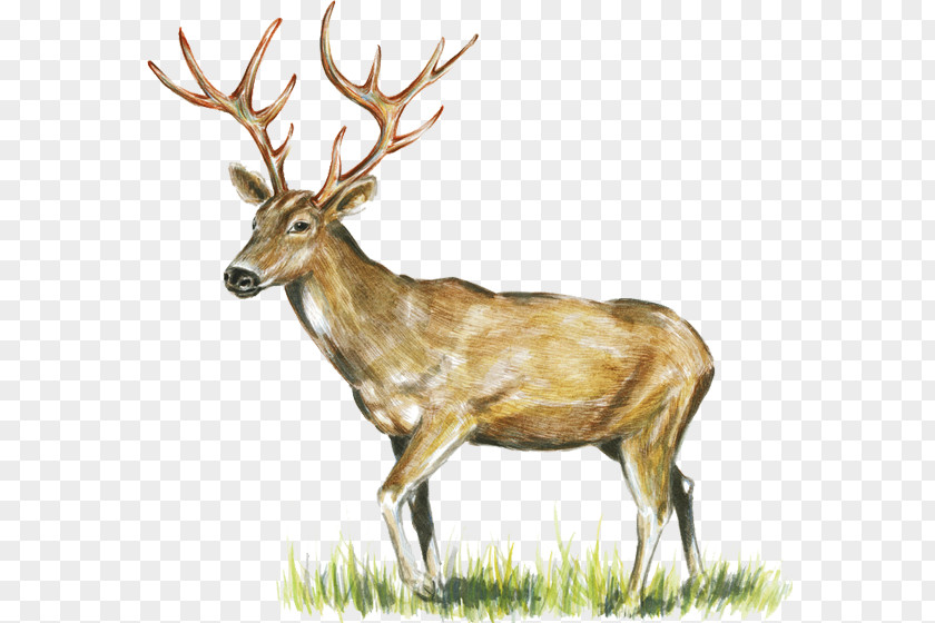 Deer Elk Reindeer White-tailed Game Meat PNG