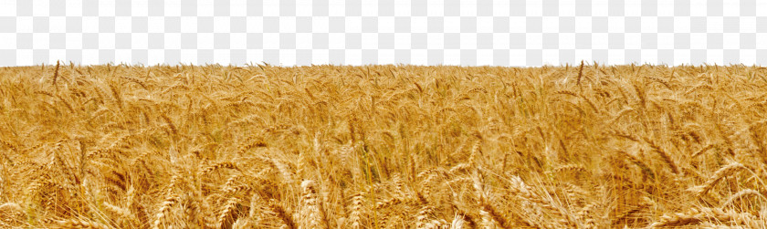 Golden Wheat Harvest Season Durum Belgrade Bozeman Big Sky Spelt PNG
