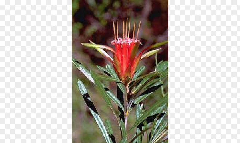 Plant Spider Flower Lambertia Formosa Lignotuber PNG