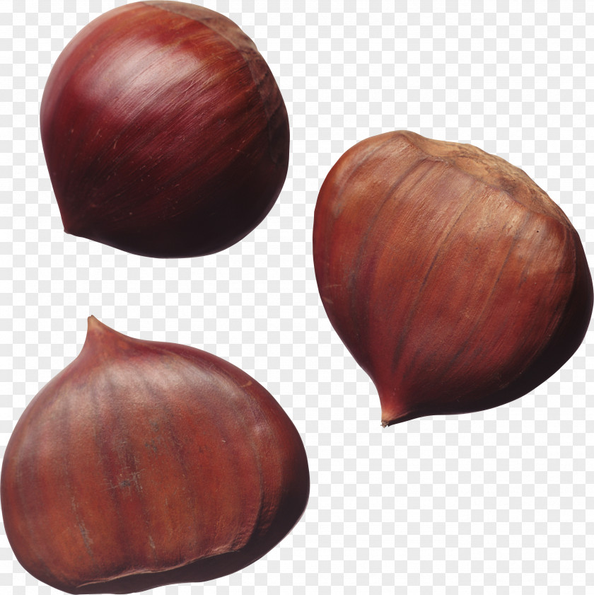 Acorn Sweet Chestnut Nuts Hazelnut PNG