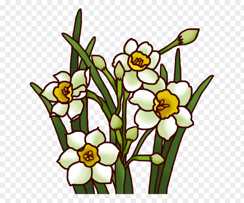 Daffodil White National Primary School Winter Color PNG