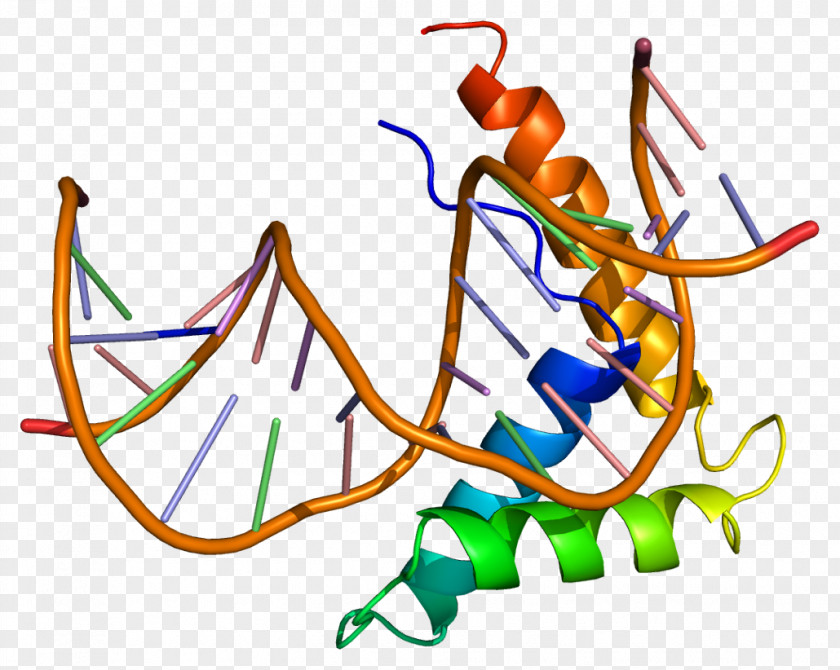 HMGB2 High-mobility Group Gene DNA Protein PNG