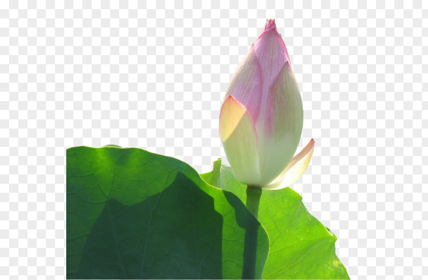 Lotus Leaf And Buds Bud Clip Art PNG