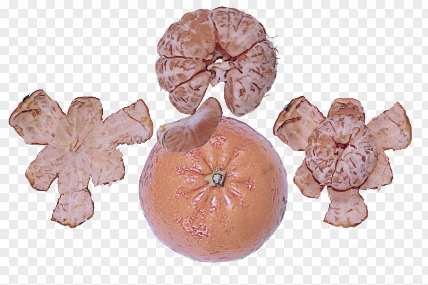 Plant Fruit PNG