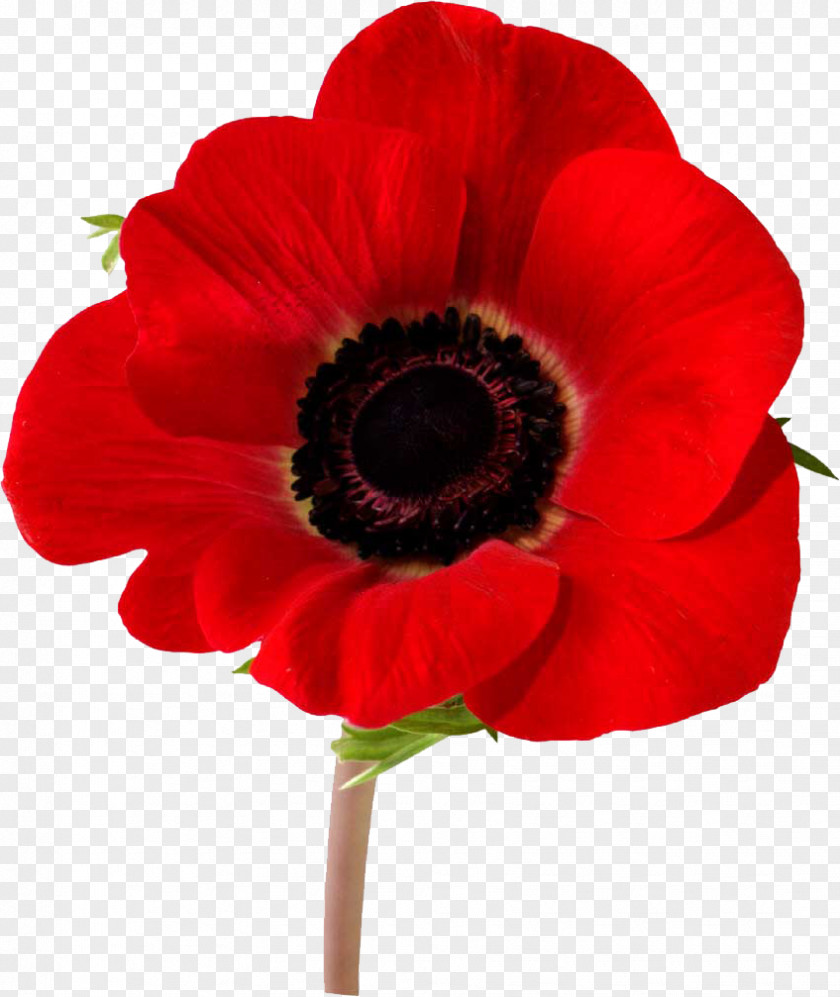 Cilpart Filigree Armistice Day Remembrance Poppy Memorial Bleuet De France PNG