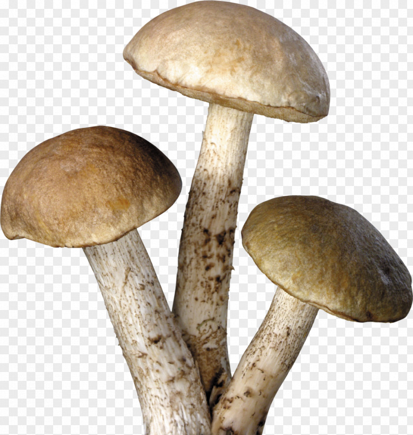 Mushroom Amanita Muscaria Common Fungus PNG