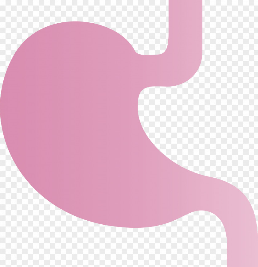 Stomach Organ PNG