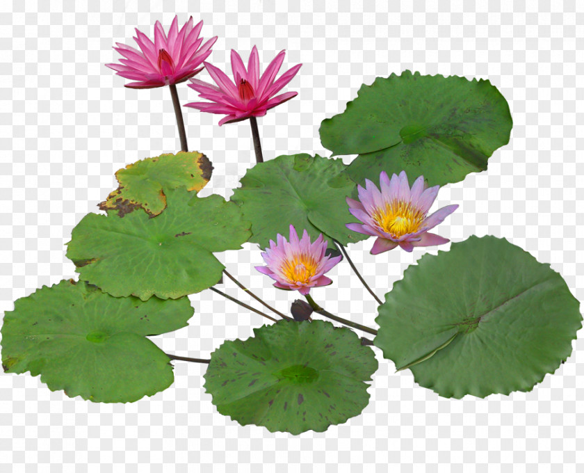 Blooming Lotus Nelumbo Nucifera Pygmy Water-lily Aquatic Plant PNG