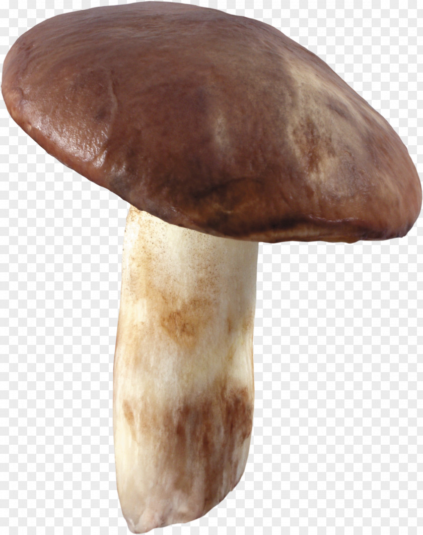 Mushroom Pleurotus Eryngii Edible Shiitake Agaricaceae PNG