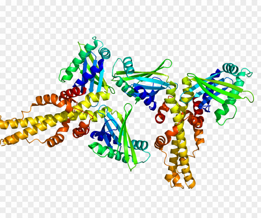 Non-homologous End-joining Factor 1 End Joining Homology DNA Repair Protein XRCC4 PNG