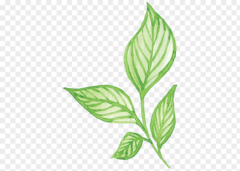 Plant Green Leaf Flower PNG