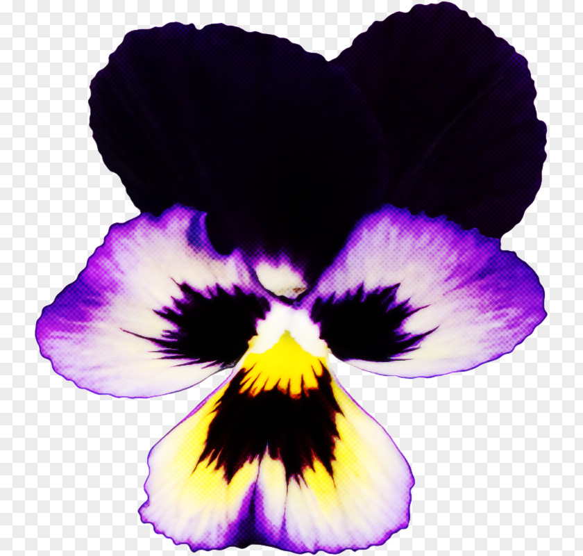 Violet Family Plant Wild Pansy Petal Purple Flower PNG