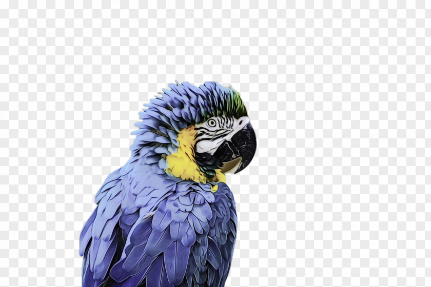 Wildlife Parakeet Colorful Background PNG