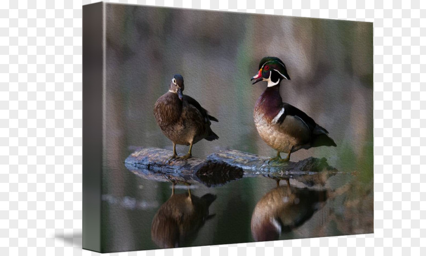 Wood Duck Goose Fauna Feather Beak PNG