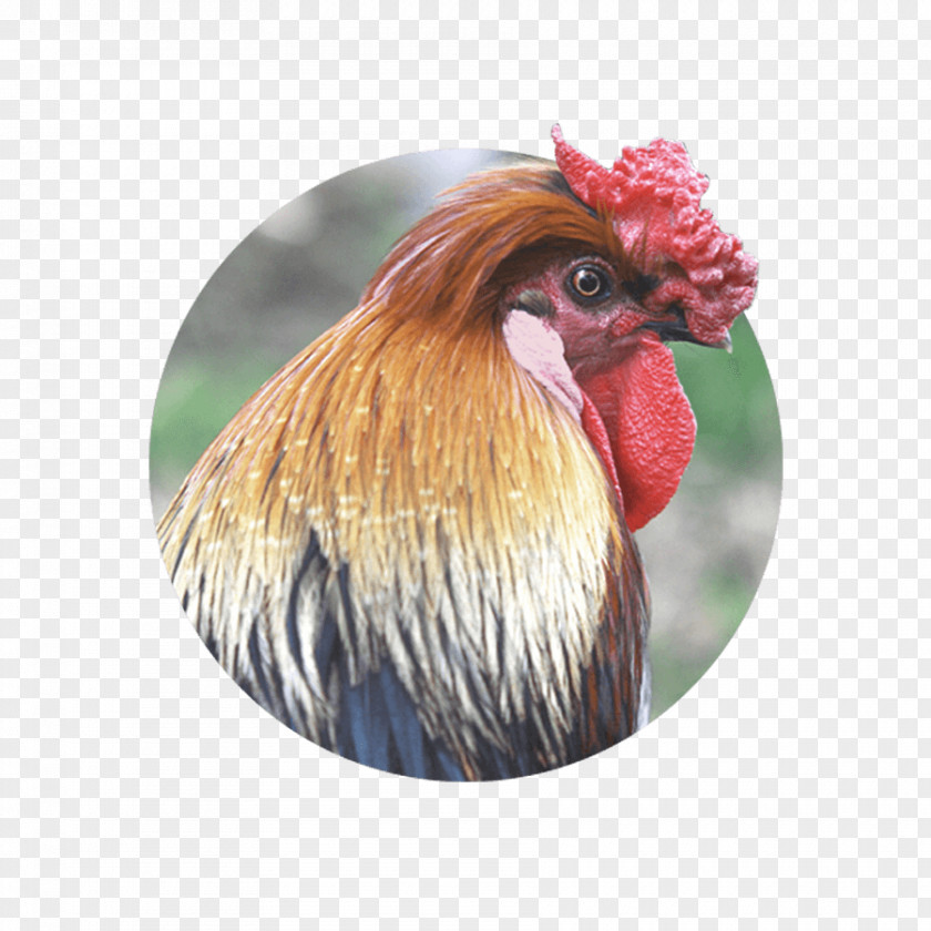 Chicken Farm Otitis Rooster Fowl PNG
