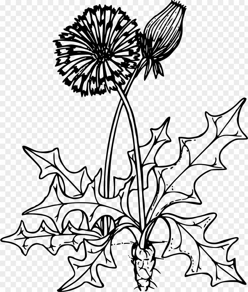 Dandelion Coloring Book Herb Drawing Child PNG