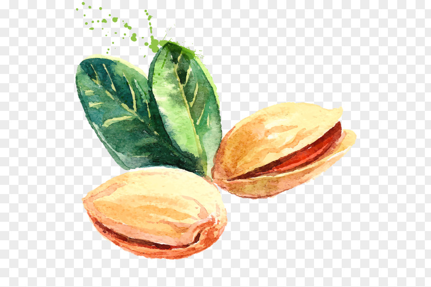 Painting Pistachio Watercolor Drawing PNG