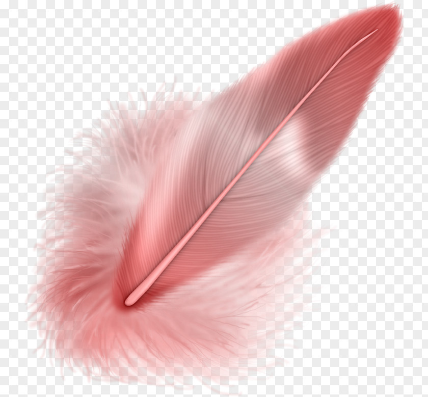 Feather Download Clip Art PNG