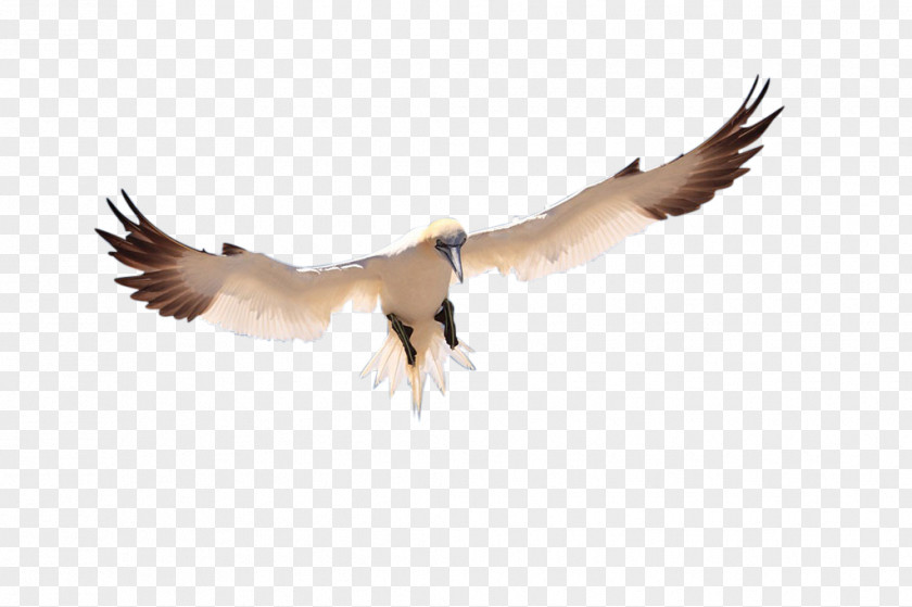 Flying Bird Pelican Icon PNG
