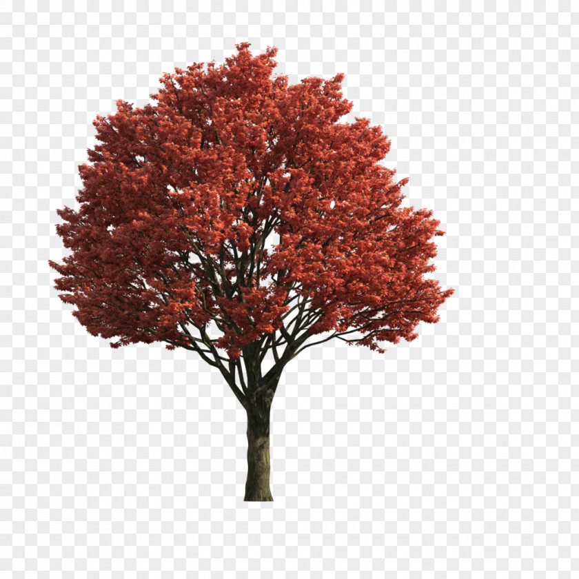 Landscape Format Tree Image Branch Download PNG