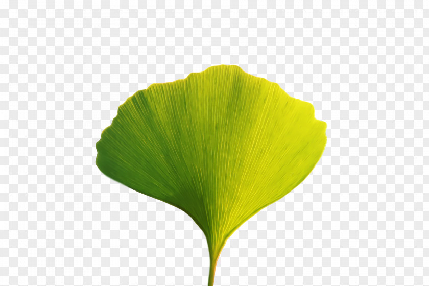 Leaf Plant Stem Yellow M-tree Tree PNG
