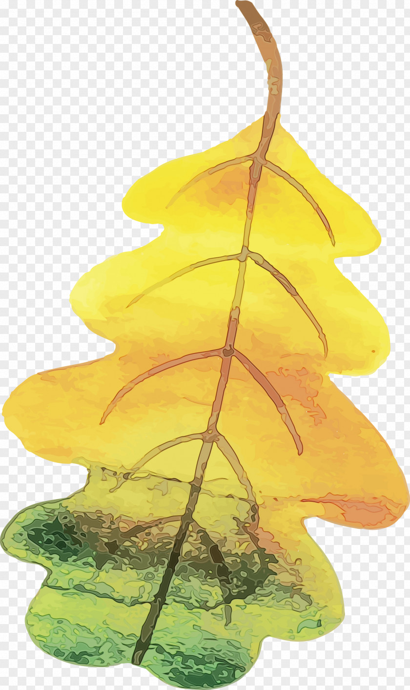 Leaf Tree 2050 Plant Structure Biology PNG