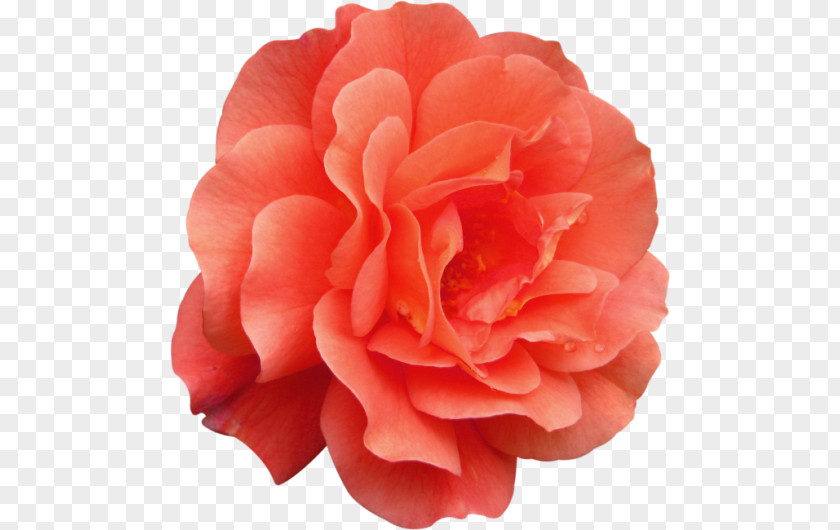Peony Garden Roses Cabbage Rose Floribunda Japanese Camellia PNG