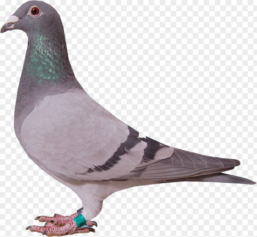 Racing Homer Stock Dove Columbidae Beak Animal PNG