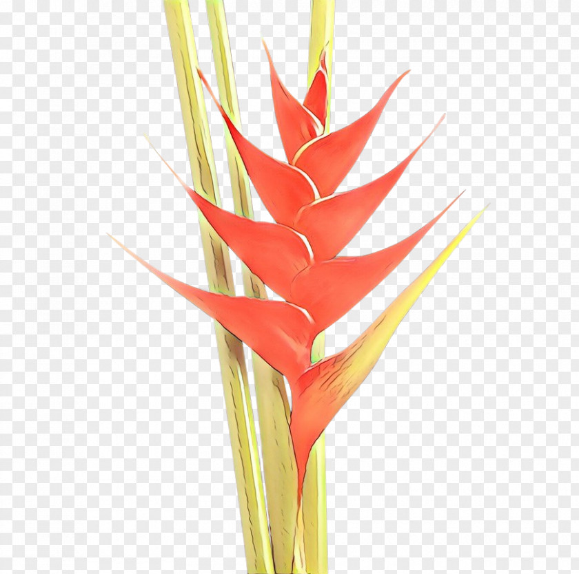 Stick Candy Bird Of Paradise Flowers Background PNG