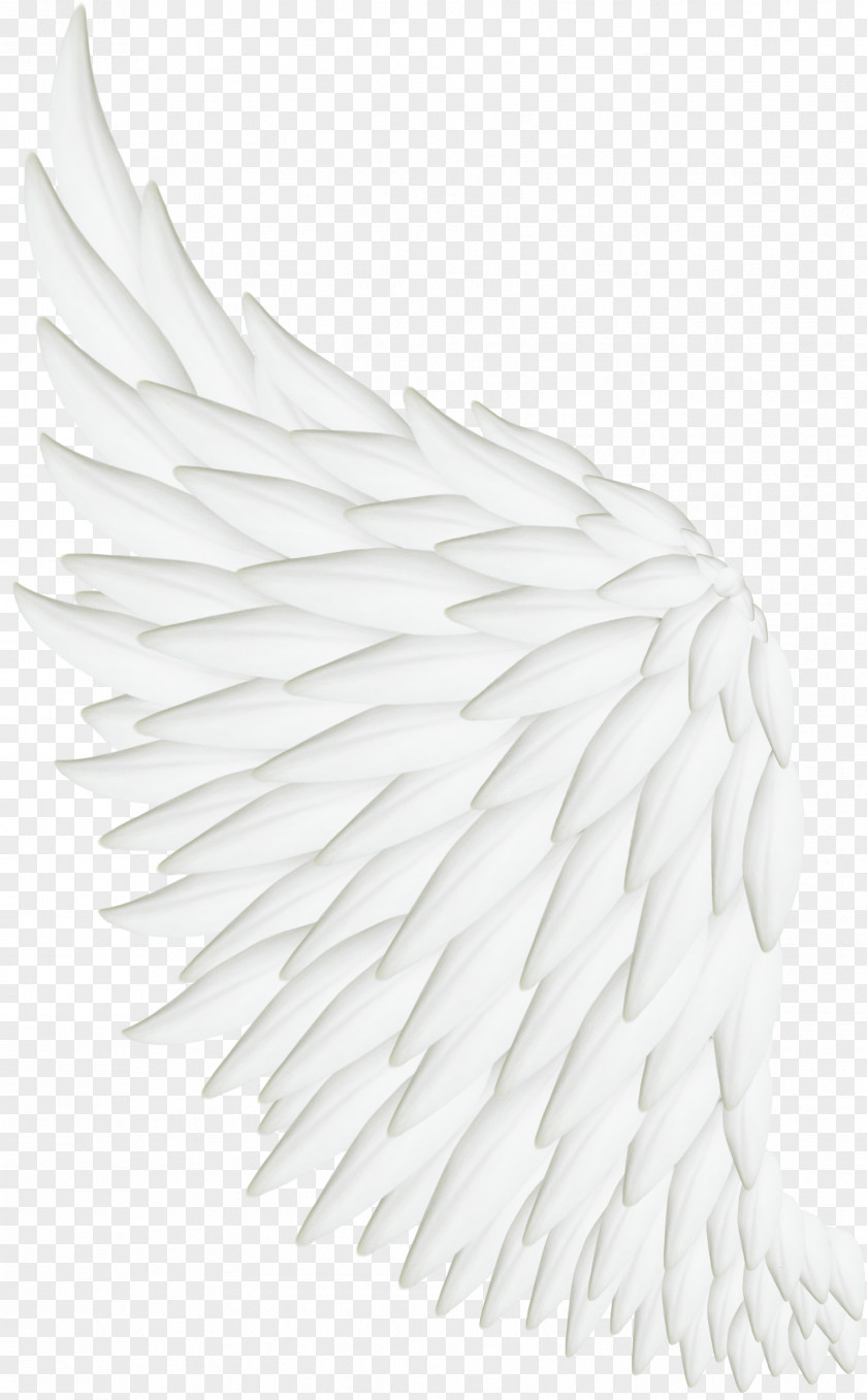 Wings Photos Bird Wing White Feather PNG