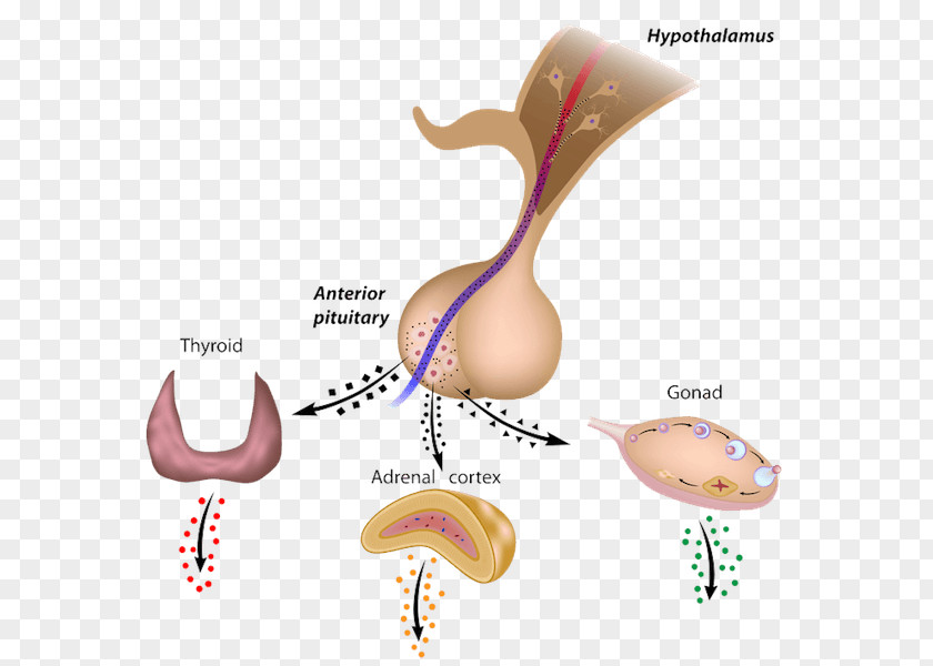 Anterior Pituitary Gland Posterior Hypophyseal Portal System Hormone PNG