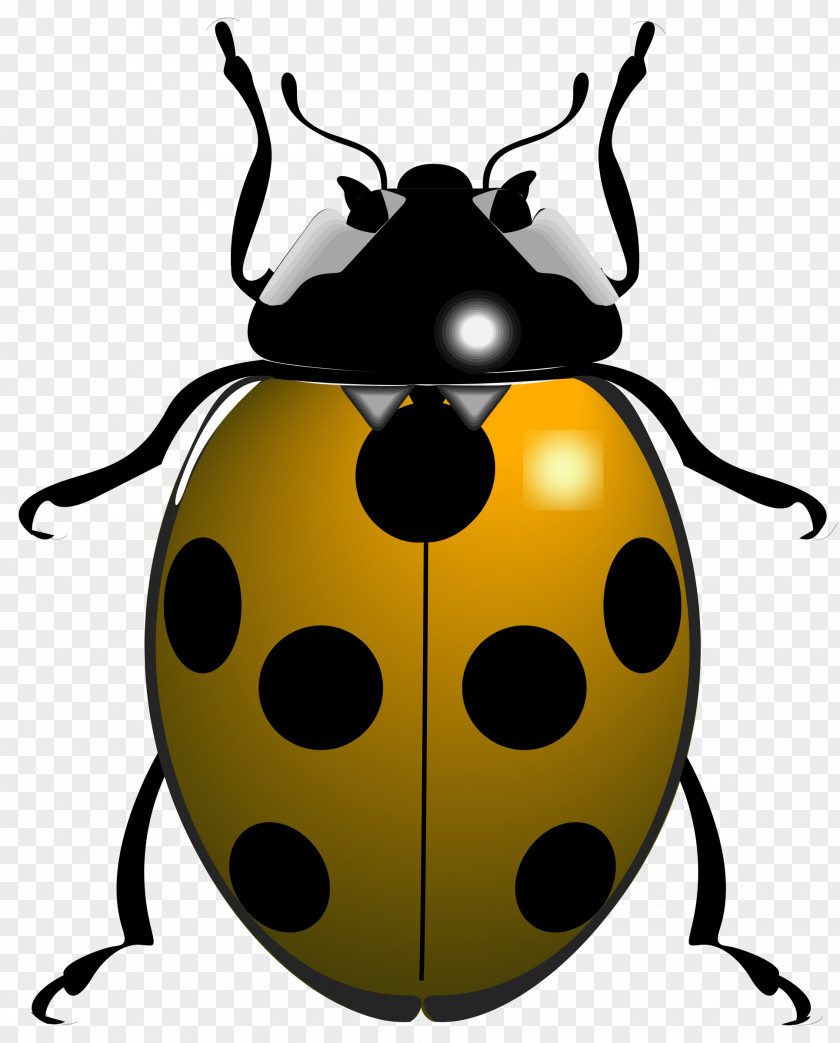 Beetle Ladybird Scolopendra Gigantea Clip Art PNG