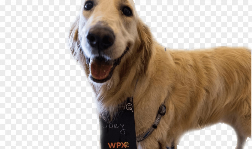 Golden Retriever Dog Breed Companion Snout PNG