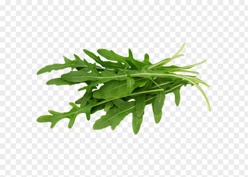 Rucola Arugula Organic Food Lettuce Leaf Vegetable Salad PNG