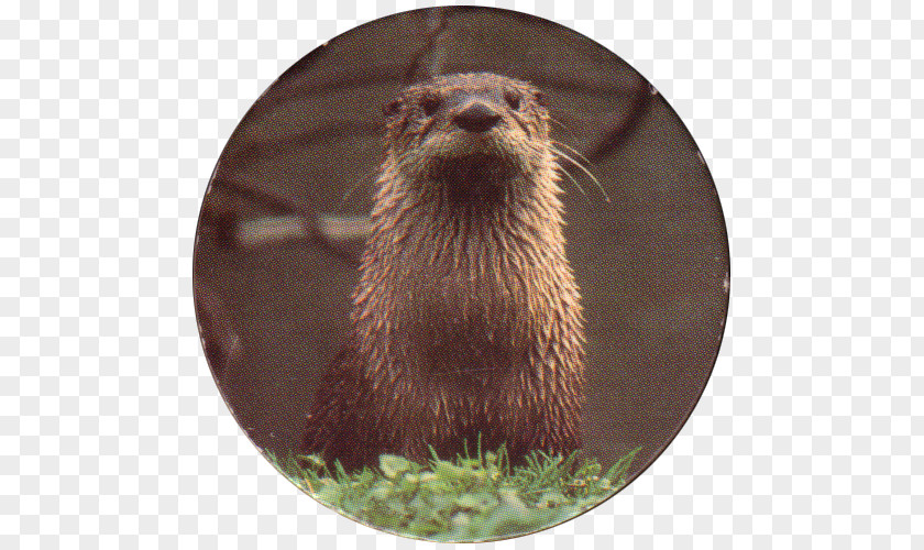 Beaver Otter Muskrat Mink Whiskers PNG
