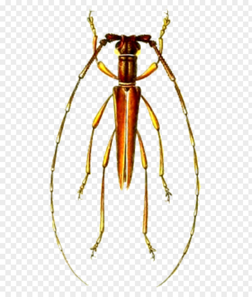 Beetle Longhorn Auxesis Gabonicus Auxesini PNG